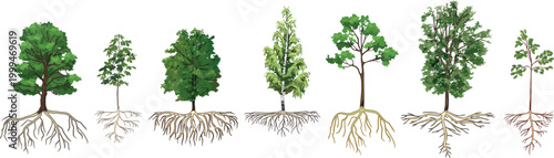 Set of different trees with root systems: Oak (Quercus robur), Horse Chestnut (Aesculus hippocastanum), Birch (Betula pendula),  Rowan (Sorbus aucuparia), illustration, vector