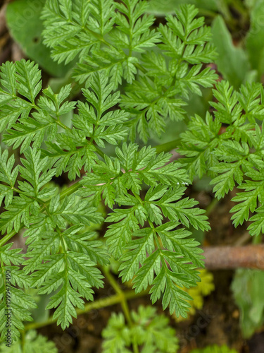 Fotografie Close up of vibrant green pinnate leaves of a wild meadow plant in spring