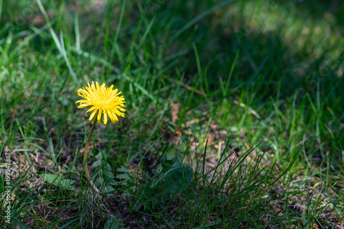 Löwenzahn Pusteblume im Rasen 