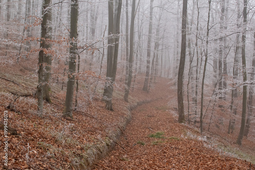 Canvas Print Misty woodland trail with soft light and atmospheric mood