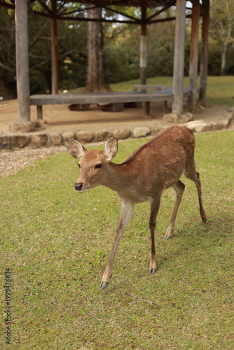 deer in Nara,  Japan