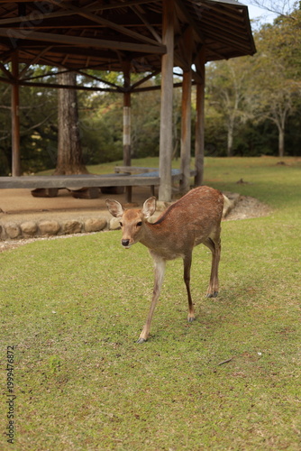 deer in Nara,  Japan