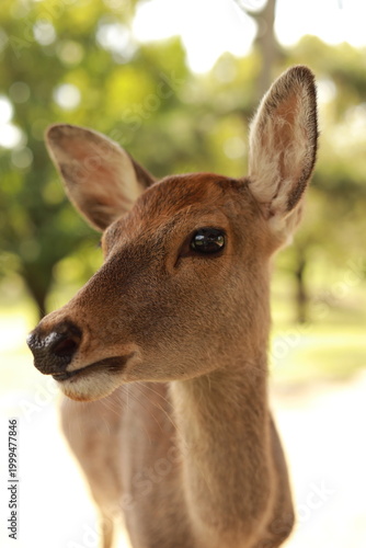 deer in Nara,  Japan