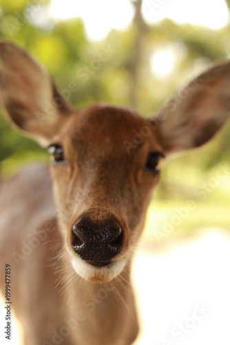 deer in Nara,  Japan