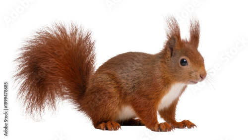 Photography Fluffy red squirrel with bushy tail, isolated on transparent background
