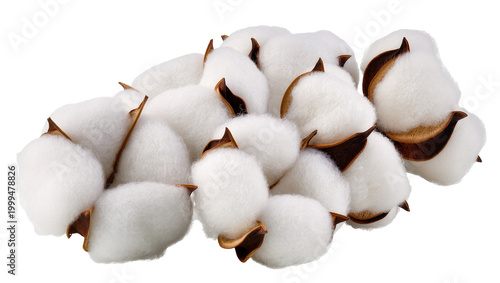 Foto Fluffy white cotton bolls with brown centers, isolated on transparent background