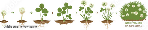 White Clover Plant Growth Life Cycle Stages Seedling to Bloom Root Soil Vector Illustration