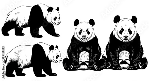 Captivating Collection of Detailed Black and White Hand-Drawn Giant Panda Illustrations in Various Poses, Showcasing the Majestic Charm of these Beloved Animals for Design Projects