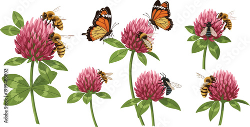 Red Clover Flowers With Bees And Butterflies Pollinator Botanical Vector Illustration Isolated White Background