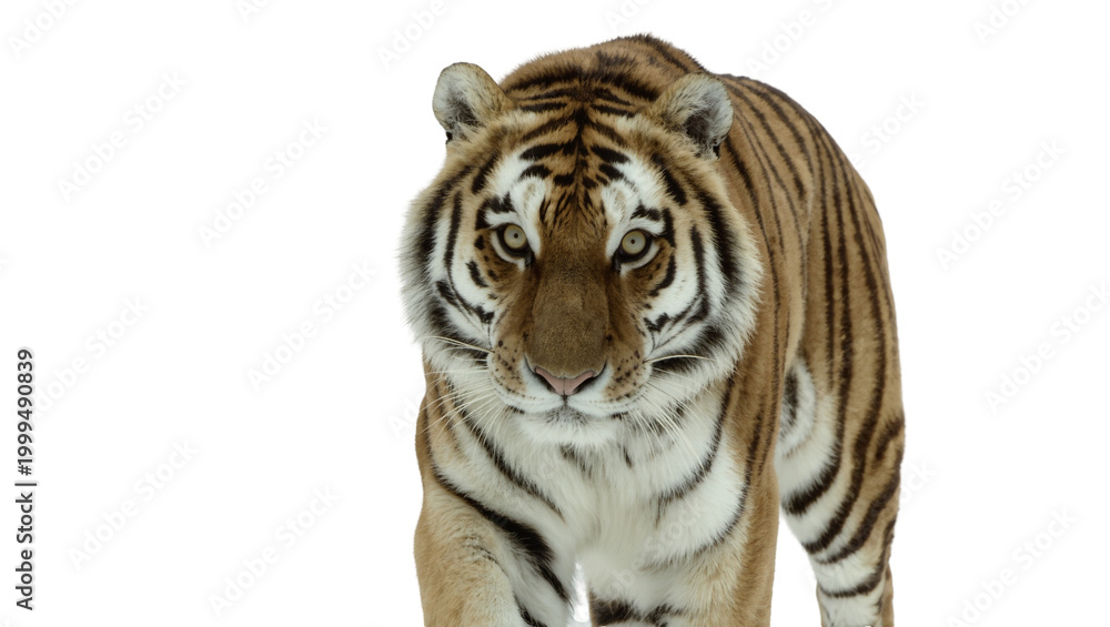 Obraz premium Striped Bengal Tiger Portrait Facing Forward with Intense Gaze