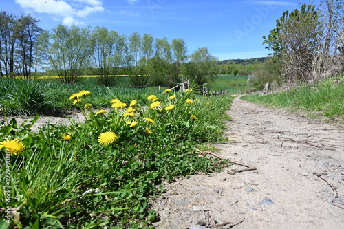 Blühender Löwenzahn auf einem Feldweg in Schaumburg