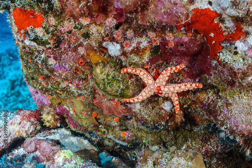 Foto red starfish on a coral reef