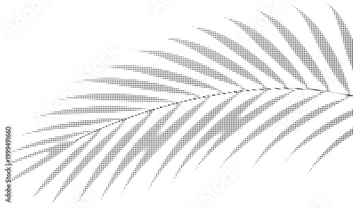 Realistic shadow of natural palm, leaf, branch overlay on transparent background, for mockups, vector illustration, isolated on transparent background.