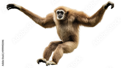 Obraz na płótnie Brown Furry Gibbon Swinging with Extended Arms and Legs