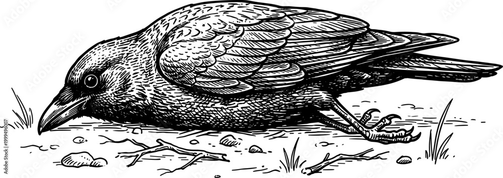 Obraz premium Dead crow lying on the ground illustration