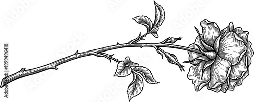 Elegant woodcut of a single long-stemmed rose with thorns