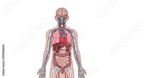 Detailed medical illustration showing the human internal organs and circulatory system including the brain heart and lungs.