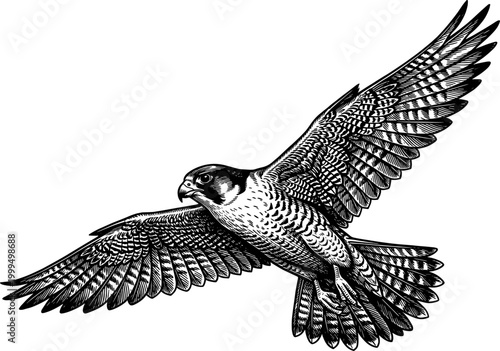 Peregrine falcon in flight with wings spread wide