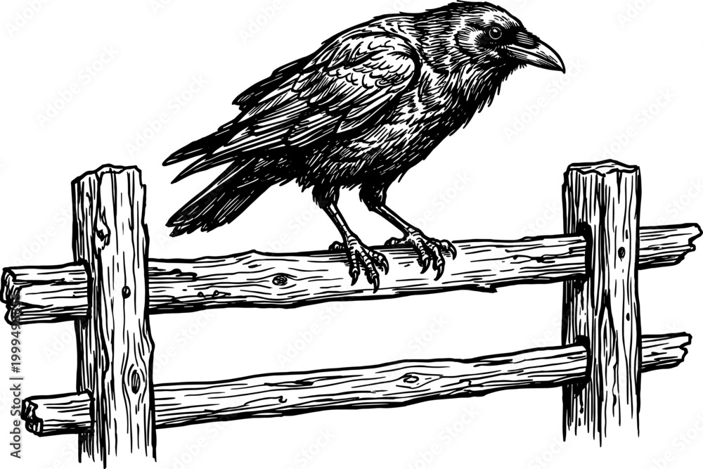 Fototapeta premium Raven perched on a split rail fence woodcut