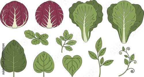 Fresh Lettuce and Leafy Greens Set, Vector Illustration of Romaine, Spinach, and Arugula Leaves