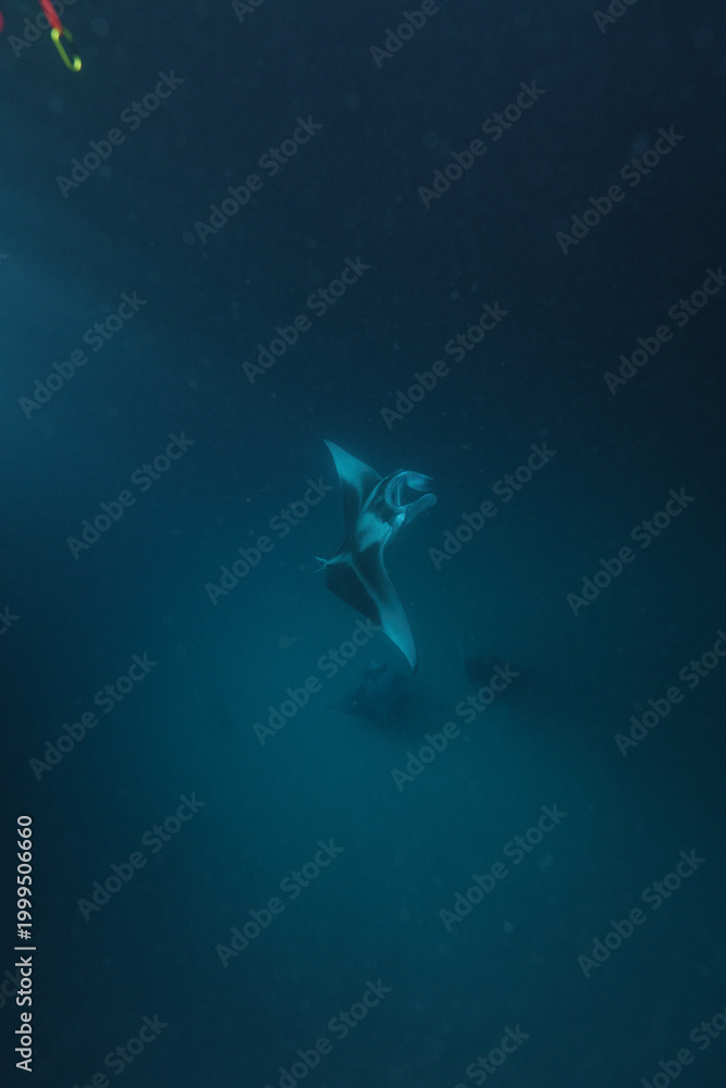 Fototapeta premium underwater view of a fish