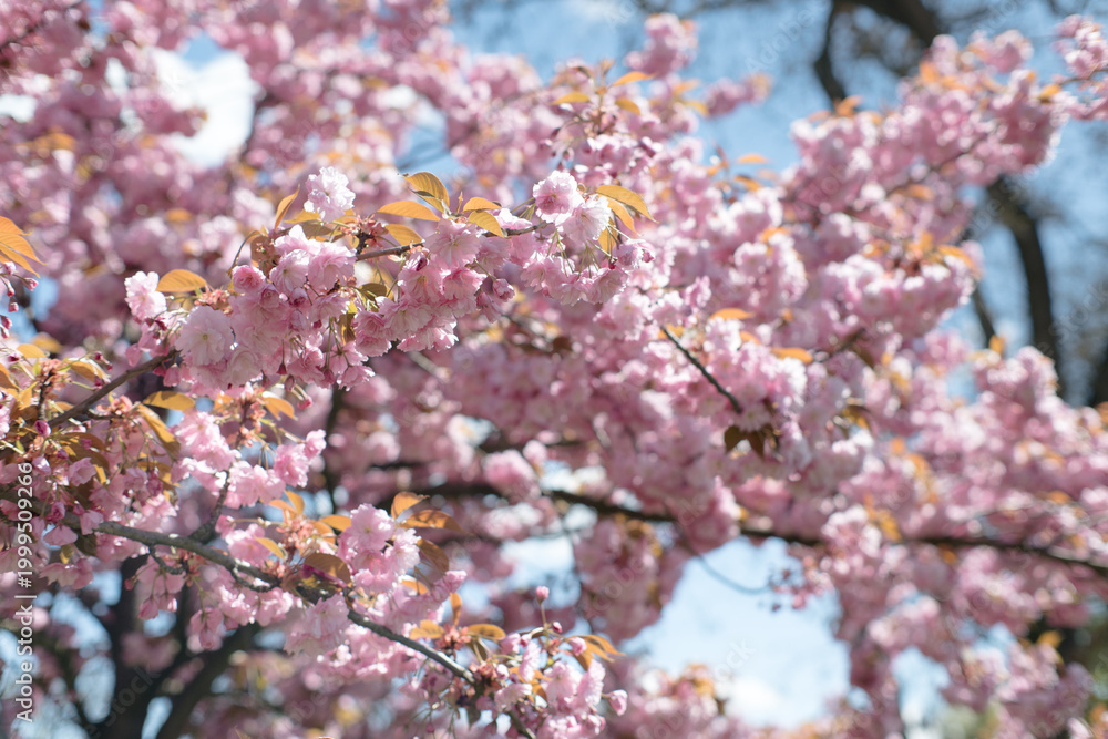 Fototapeta premium Pink spring flowers with delicate petals, beautiful spring. 