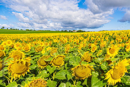 Sonnenblumenfeld zwischen Stäbelow und Clausdorf bei Rostock