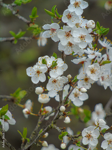 Foto apple tree blossom