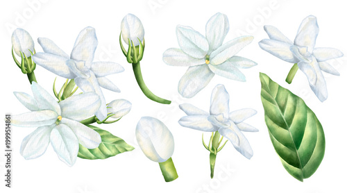Εκτύπωση καμβά Jasmine flower painted with watercolor