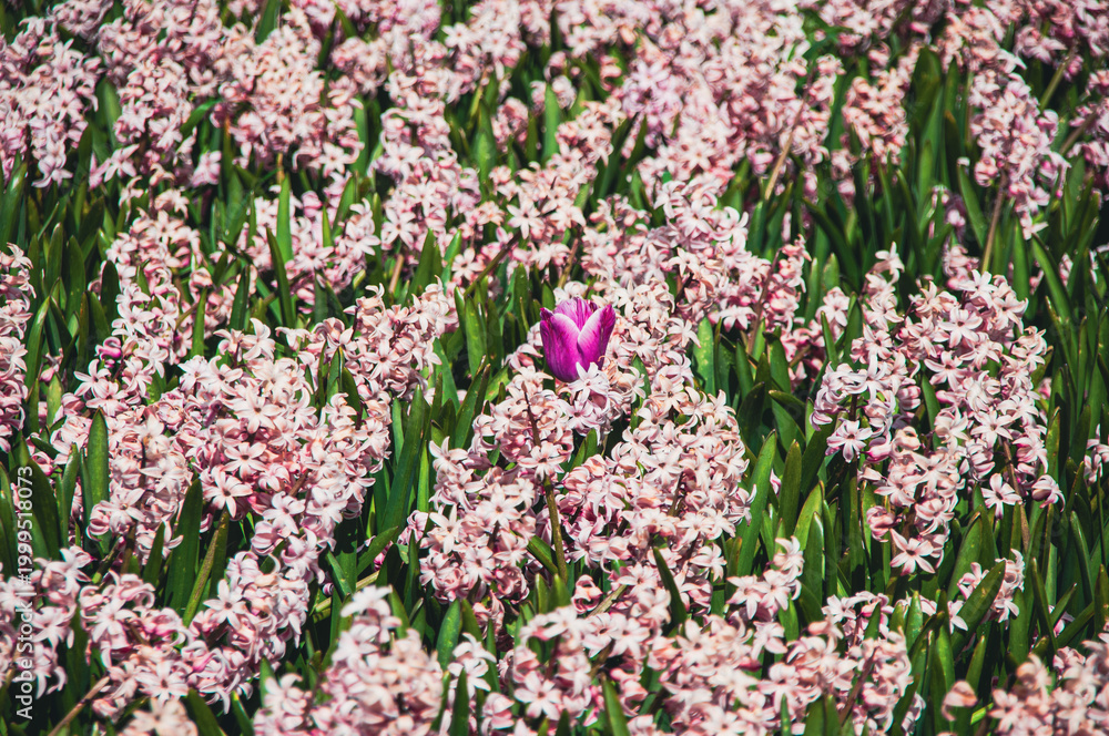 Obraz premium One tulip among flower field
