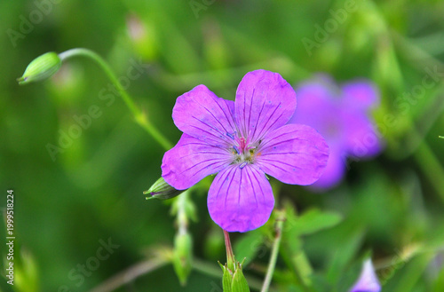 Marsh geranium (Geranium palustre) grows in nature