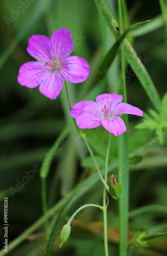 Marsh geranium (Geranium palustre) grows in nature