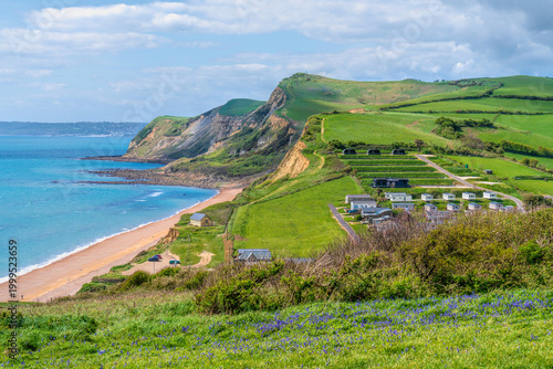 Bluebells in spring Eype Dorset Overlooking the Jurassic Coast England UK
