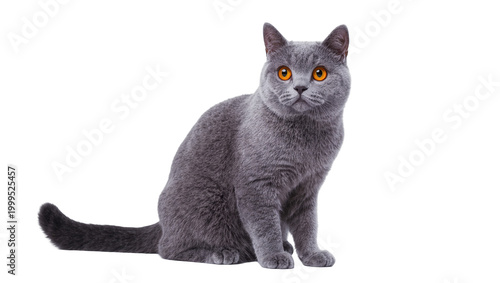 Принти на полотні Gray British Shorthair Cat Sitting with Amber Eyes