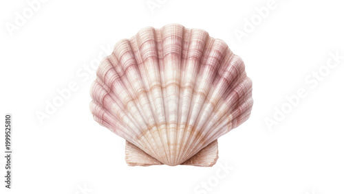 фотографія Pink striped seashell with concentric ridges and smooth texture