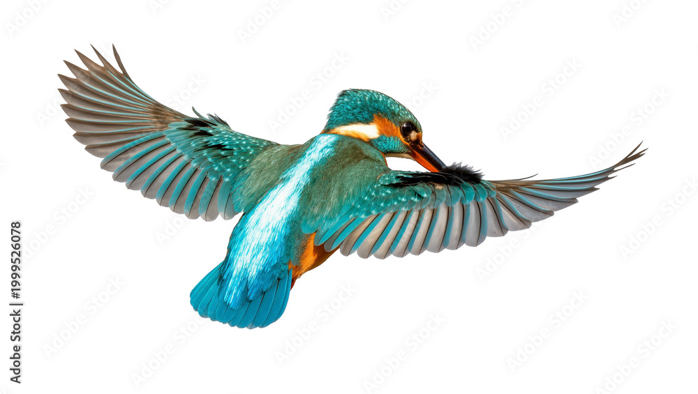 Obraz premium Azure-breasted Kingfisher in Flight with Extended Wings