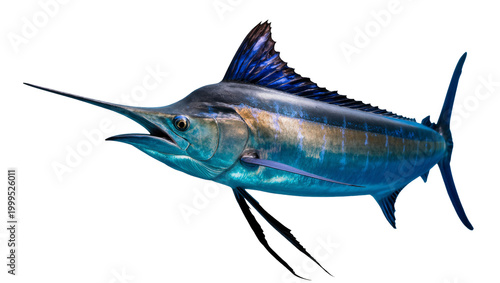 Canvas-taulu Blue marlin fish with long bill and dorsal fin