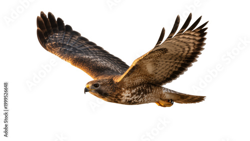 фотографія Brown hawk soaring with outstretched wings in flight