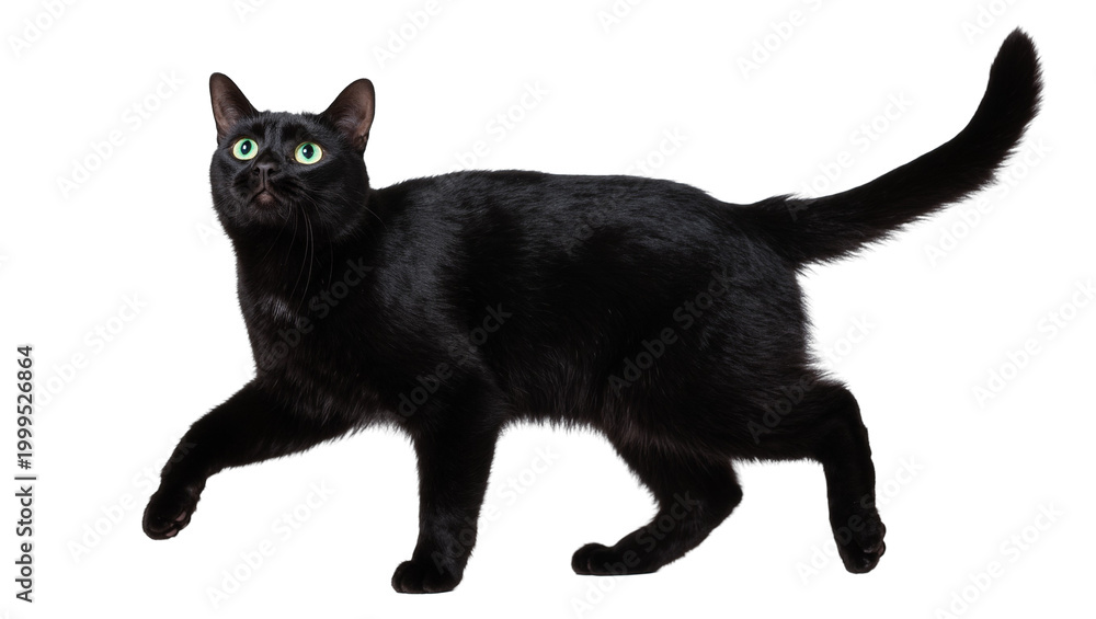 Photography Poster Sleek black cat standing with green eyes and