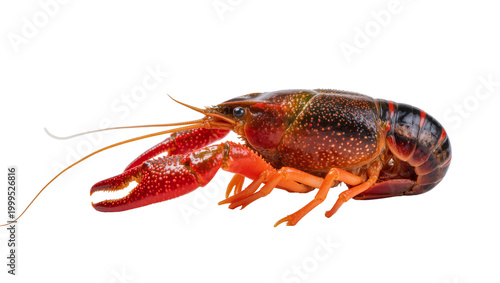 Schilderij op canvas Reddish brown Crayfish with Blue Spots and Long Antennae