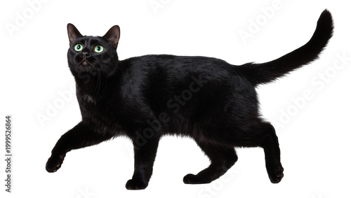 Quadro su tela Sleek black cat standing with green eyes and long tail
