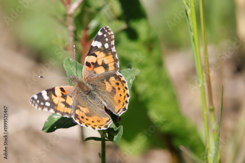 papillon belle dame au soleil