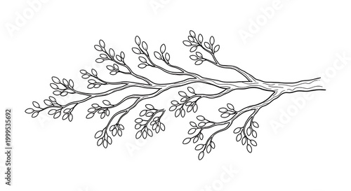 Delicate sketched tree branch with small leaves isolated on transparent background illustration transparent background