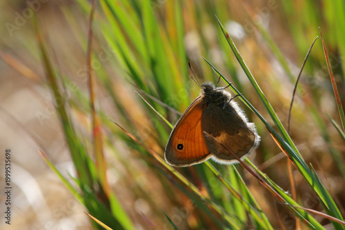 Papillon procris fadet commun à contrejour