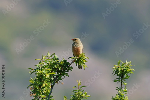 Ortolan Bunting (Emberiza hortulana)