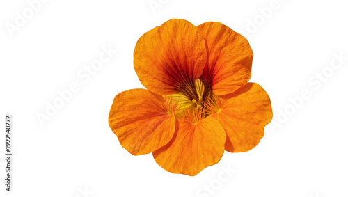 Photography Vibrant orange flower with yellow center and delicate petals