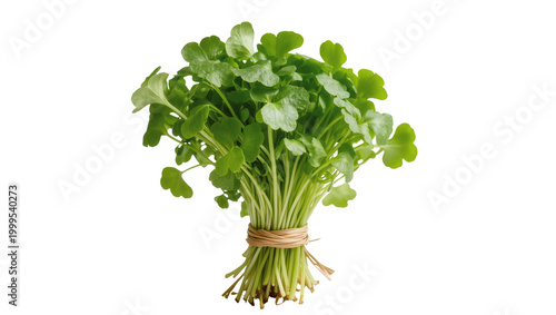 Tableau sur toile Bound bunch fresh watercress leaves with twine