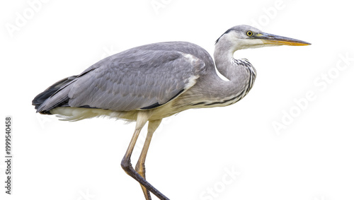 Fotografía Gray Great Heron Standing with Long Beak and Feathery Neck