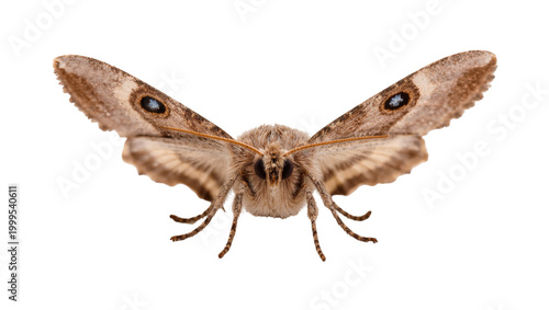 Konstfotografi Brown furry moth with patterned wings and delicate legs