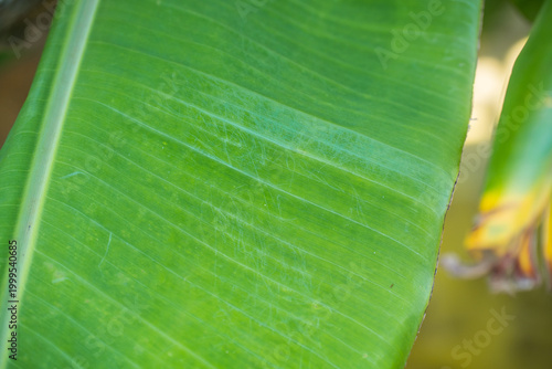 Konstfotografi Close up of green banana leaf in garden, exotic tropical foliage wallpaper